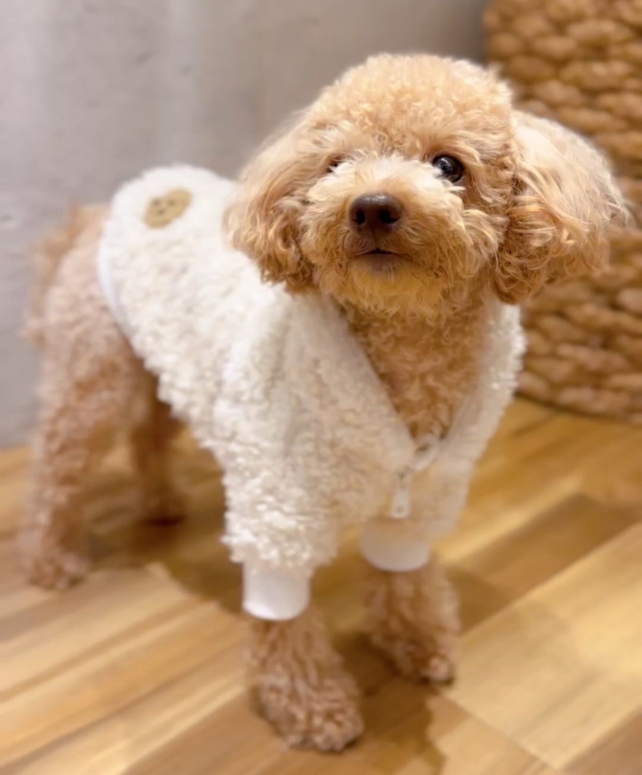 Denim rose（デニムローズ）ワッペンボアパンツ｜PONODOG&自由が丘公式