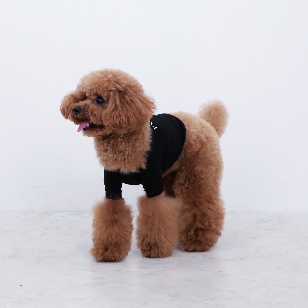 DOGWEAR | おしゃれな犬服と愛犬の食事なら谷根千の谷根犬