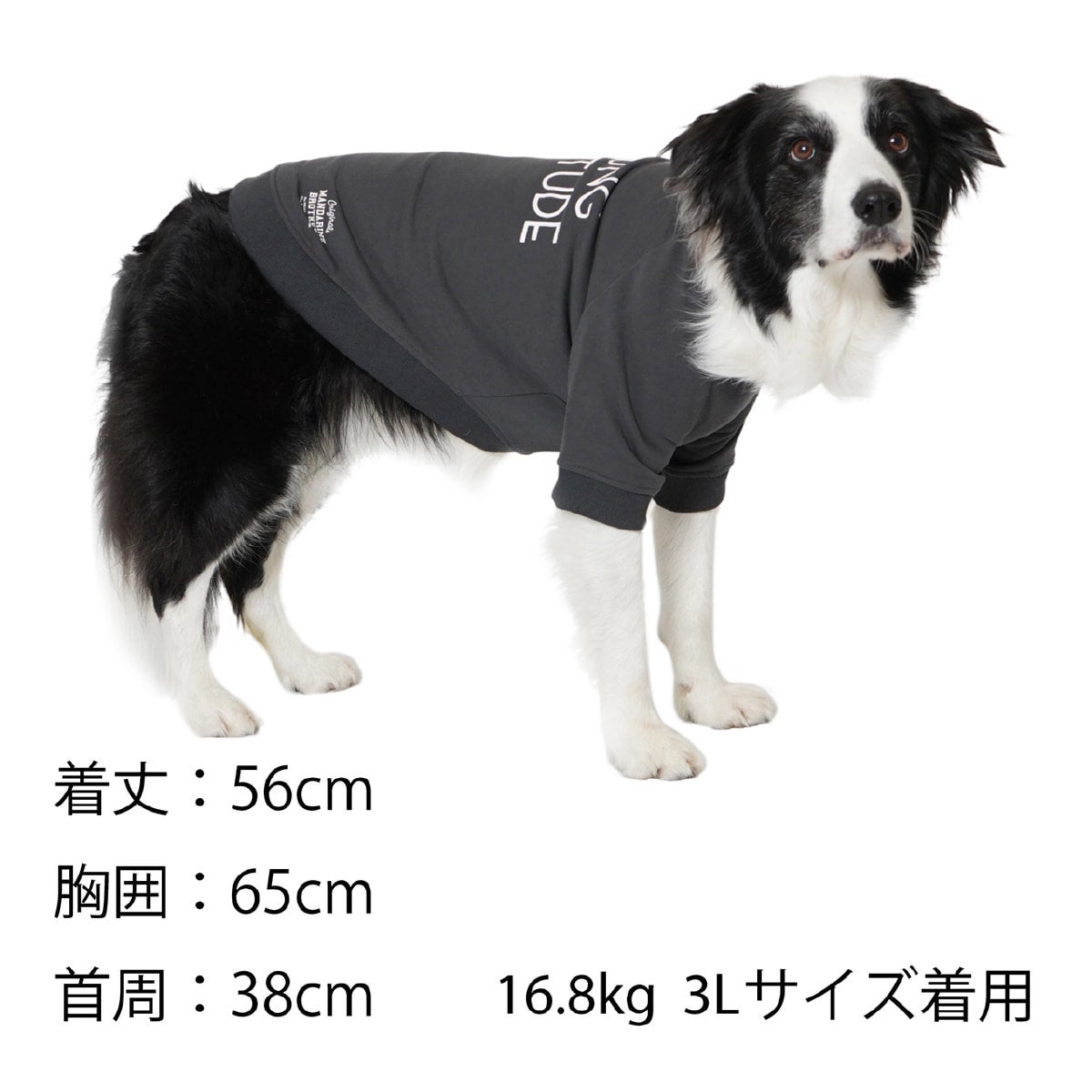 nodress シャツ　犬　トップス トップス | おしゃれな犬服と愛犬の食事なら谷根千の谷根犬