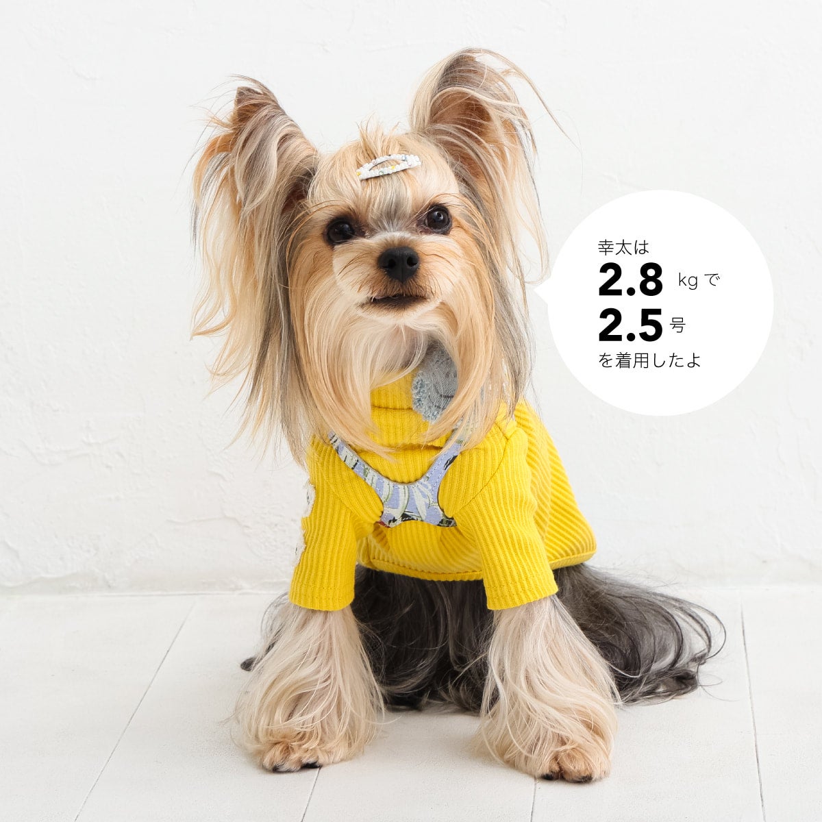 バディーベルト bbベルト 2.5号 フルクリスタル 【公式通販】