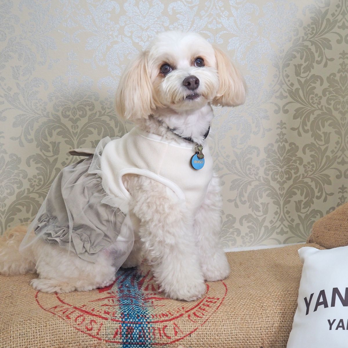 PONODOG&（SELECT BRANDS） | おしゃれな犬服と愛犬の食事なら谷根千の