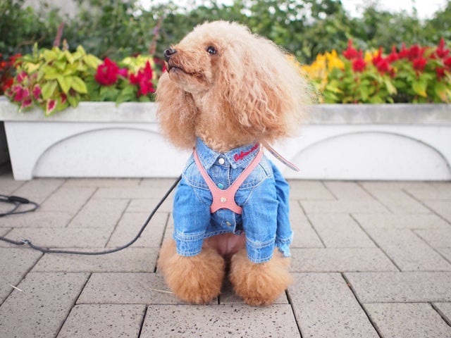 BUDDYBELTS｜バディベルト正規取扱 | PONODOG& 自由が丘