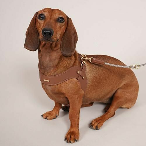 HIGH5DOGS｜ハイファイブドッグ | おしゃれな犬服と愛犬の食事なら谷根