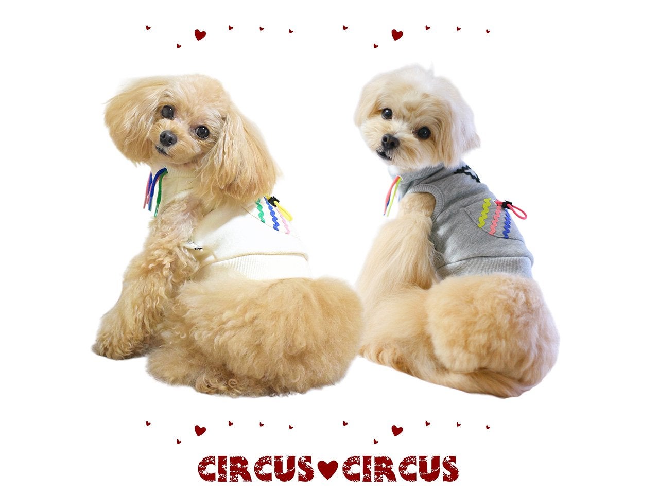 CIRCUS CIRCUS｜サーカスサーカス | おしゃれな犬服と愛犬の食事なら
