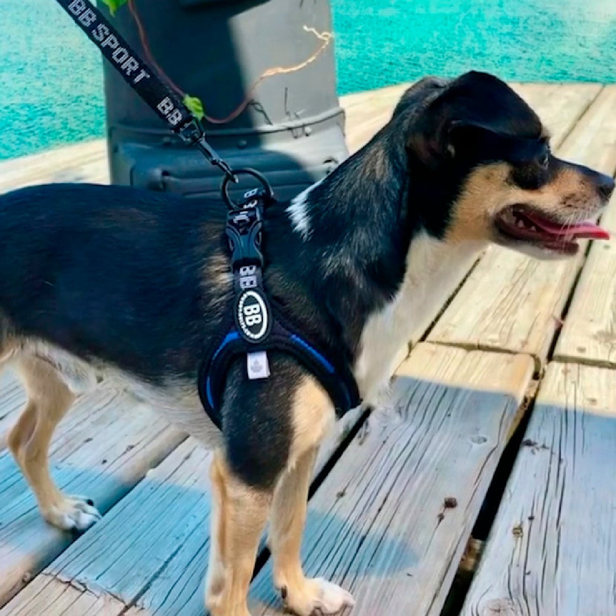 BUDDYBELTS｜バディベルト | おしゃれな犬服と愛犬の食事なら