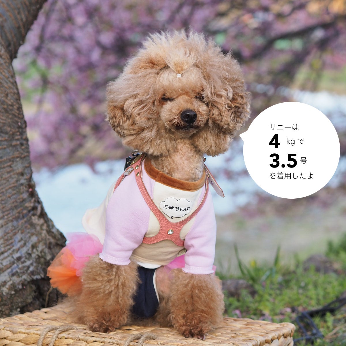 うのにもお得な buddybelts（バディーベルト）ラグジュアリー（限定色）ハーネス 首輪・ハーネス・リード